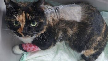 Zbiórka 🐾Kiedy umrę Pani zostanie sama🐾 - miniaturka zdjęcia