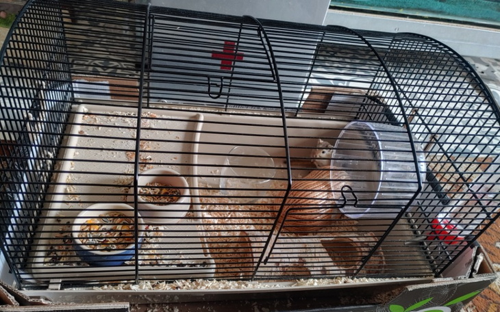 Zbiórka Leśne skoczki - zdjęcie główne