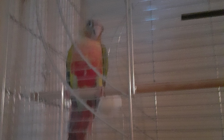 Zbiórka Na jedzenie dla ptaszka - zdjęcie główne