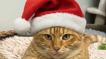 Zbiórka Mikołaj dla podopiecznych TULIMY - miniaturka zdjęcia