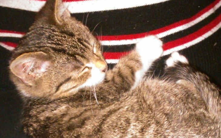 Zbiórka Zbiórka na łapkę Leosia - zdjęcie główne