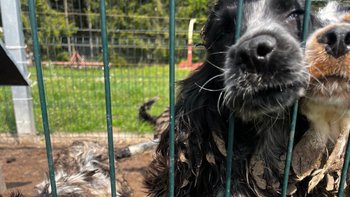 Zbiórka 11 cocker spanieli - miniaturka zdjęcia