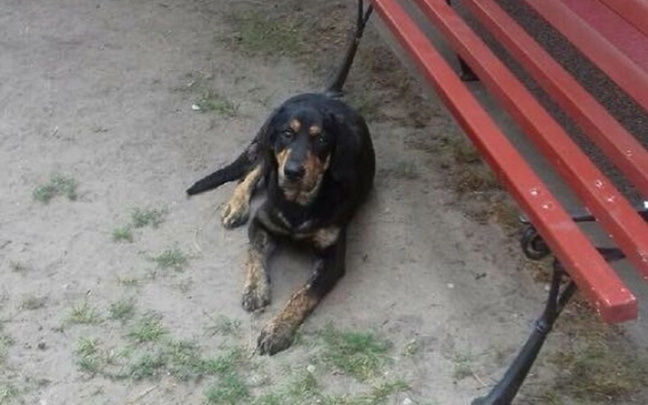 Zbiórka Suczka wyrzucona z auta - zdjęcie główne