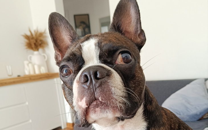 Zbiórka Pomóż uratować mojego Psijaciela - zdjęcie główne