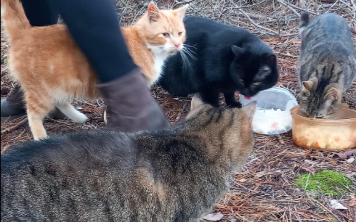 Zbiórka Domki dla wolno żyjących kotów - zdjęcie główne