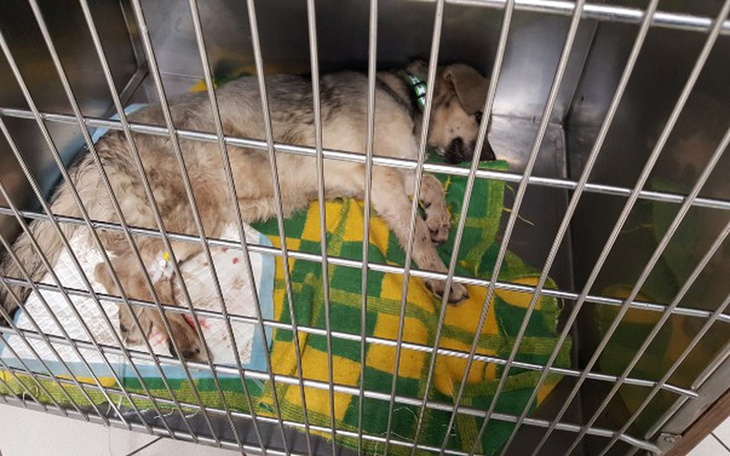 Zbiórka Czy wygramy z parwo i babeszja - zdjęcie główne