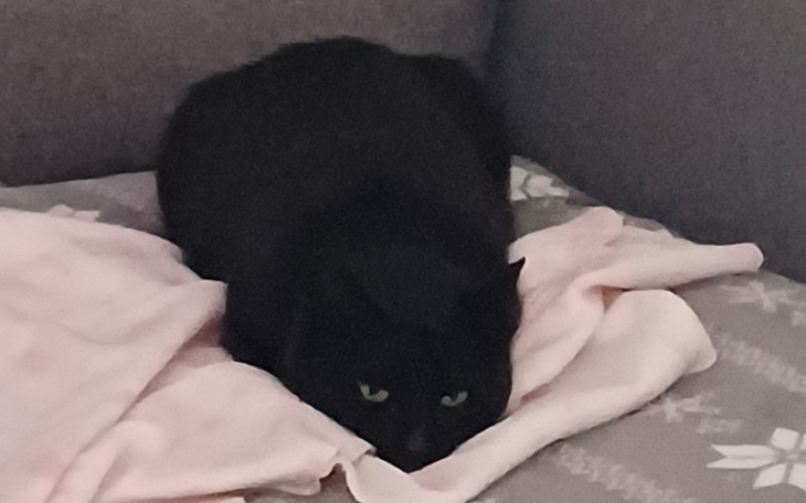 Zbiórka Leczenie tasiemca u kotki - zdjęcie główne