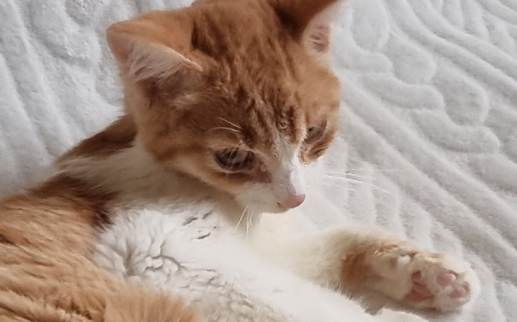 Zbiórka Rifi.....życie czy śmierć - zdjęcie główne