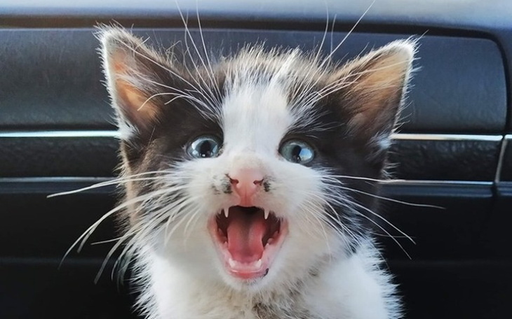 Zbiórka Uratujmy TRZY koty - zdjęcie główne