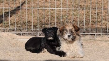 Zbiórka Dwa ocalone życia - miniaturka zdjęcia