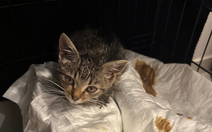 Mały kotek leżący na papierze.