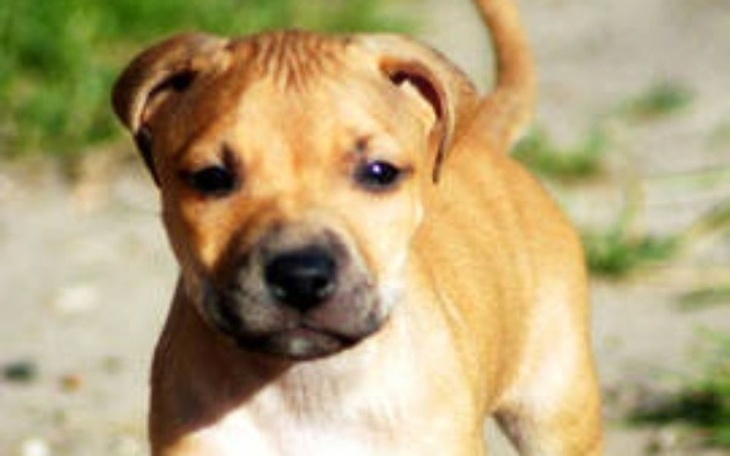 Zbiórka Szczeniak na urodziny siostry - zdjęcie główne