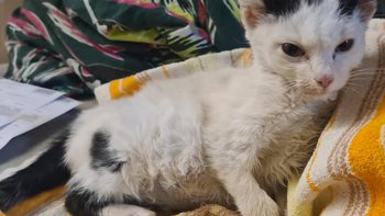 Zbiórka Zapalenie otrzewnej Gryfinka - miniaturka zdjęcia