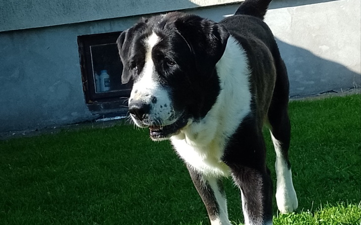 Zbiórka Zabawki dla mojego pieska - zdjęcie główne