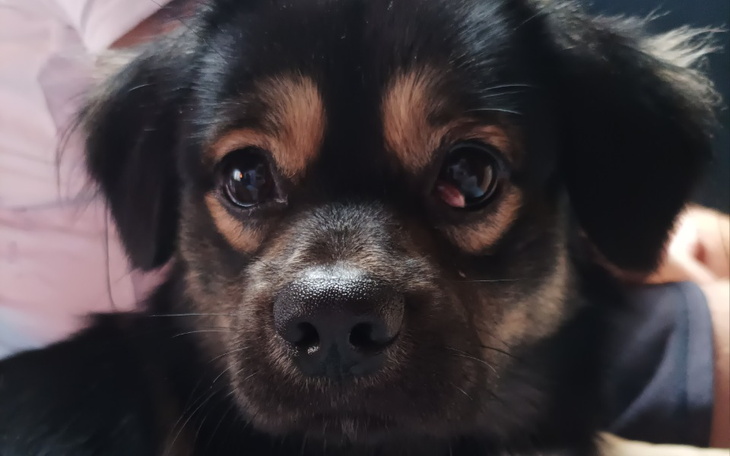 Zbiórka Zbiórka na operację oczka psa - zdjęcie główne