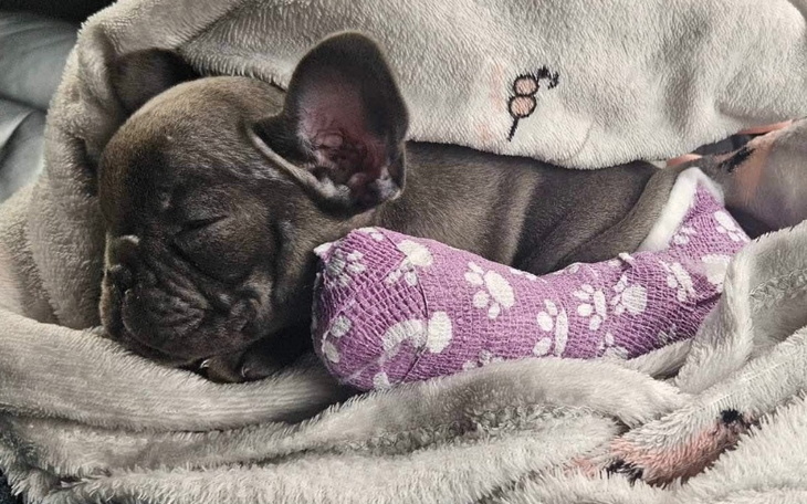 Śpiący szczeniak owinięty w koc, z opatrunkiem na nodze.