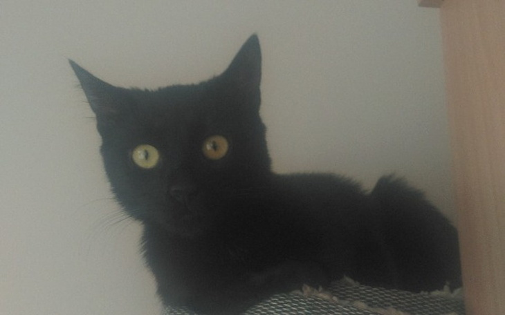 Zbiórka Zbieramy na operację Pumy - zdjęcie główne