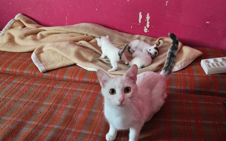 Biały kot z kociętami na kanapie.