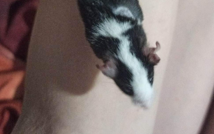 Zbiórka Utrzymanie myszek - zdjęcie główne