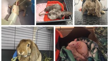 Zbiórka Na leczenie tych niepotrzebnych - miniaturka zdjęcia