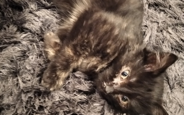 Zbiórka Pomóż porzuconym zwierzętom - zdjęcie główne