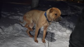 Zbiórka Shar peie na łańcuchach przy -15 - miniaturka zdjęcia