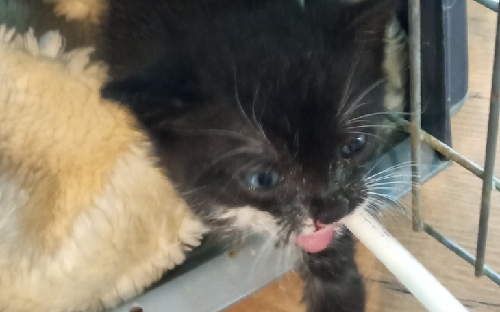 Zbiórka Przetrwać pazdziernik .... - zdjęcie główne