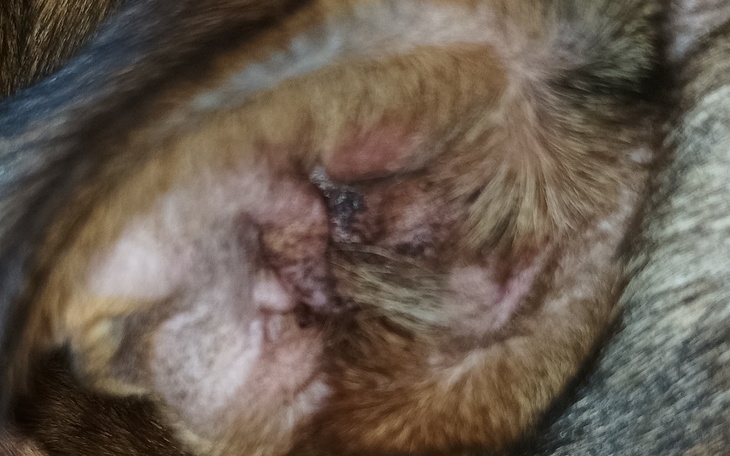 Zbiórka Zbieram dla pieska na operacje - zdjęcie główne