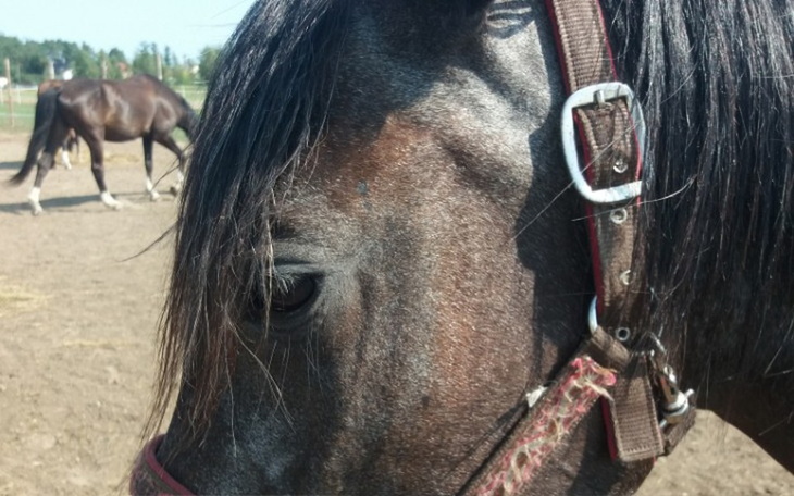 Zbiórka Pomóżmy Paktice żyć bez bólu. - zdjęcie główne