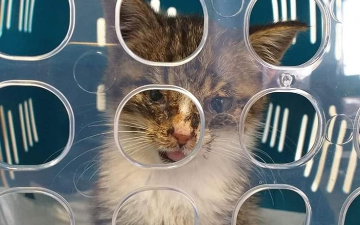 Kotek w transporterze, z widocznymi śladami brudu i obrażeń.