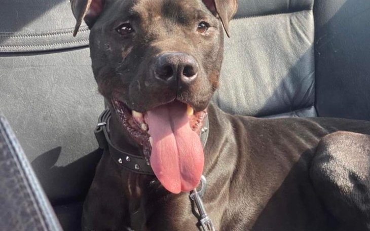 Zbiórka Leczenie Czarta - zdjęcie główne