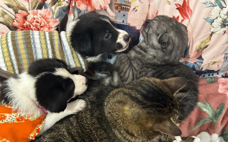 Zbiórka Szczeniaczki borderki - zdjęcie główne