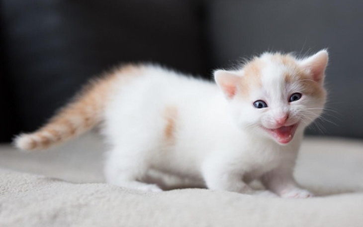 Zbiórka Jagódki - zdjęcie główne