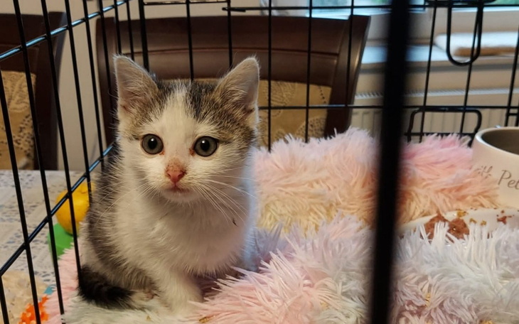 Mały kotek siedzący w klatce, z ciekawym spojrzeniem.