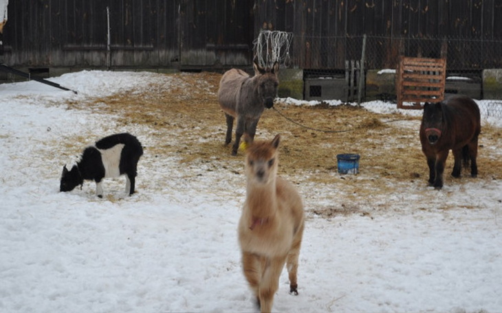Zbiórka Wiata dla przyjaciół. - zdjęcie główne