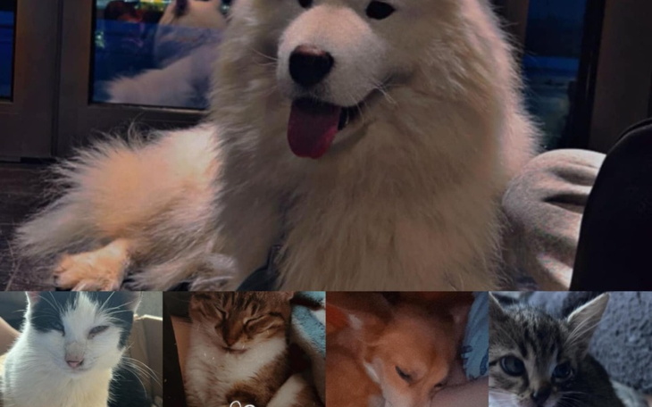 Zbiórka Na tabletki i krople na pchły - zdjęcie główne