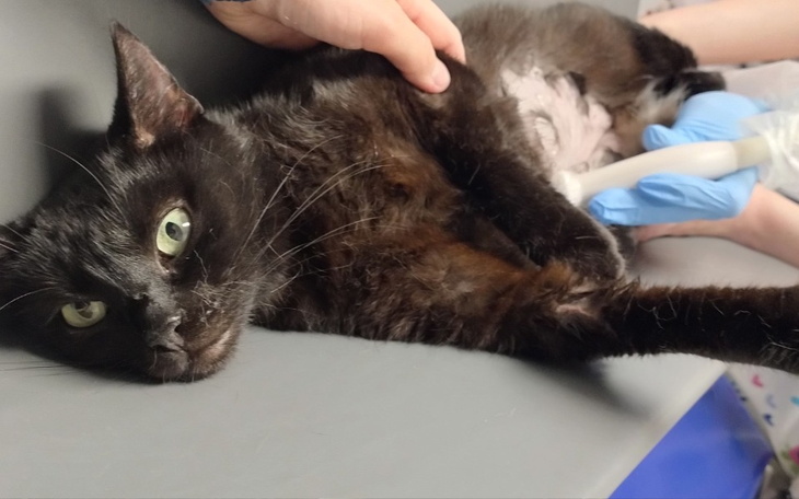 Zbiórka Malwa błaga o życie - zdjęcie główne