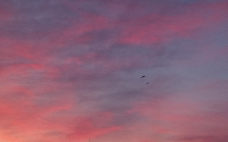 Kolorowe niebo o zachodzie słońca z ptakami.