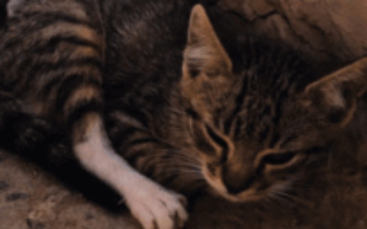 Zbiórka Na pokarm dla bezdomnych zwierzą - zdjęcie główne