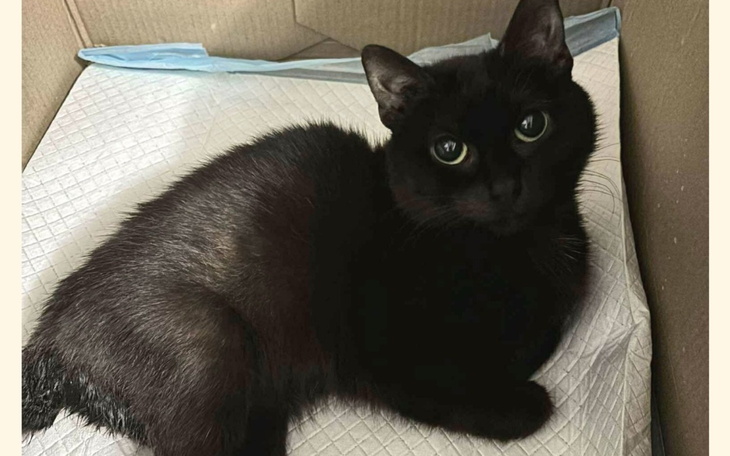 Czarny kot leżący w kartonie, z dużymi zielonymi oczami.