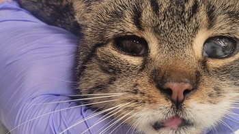 Zbiórka Ratujemy kotki luty - miniaturka zdjęcia