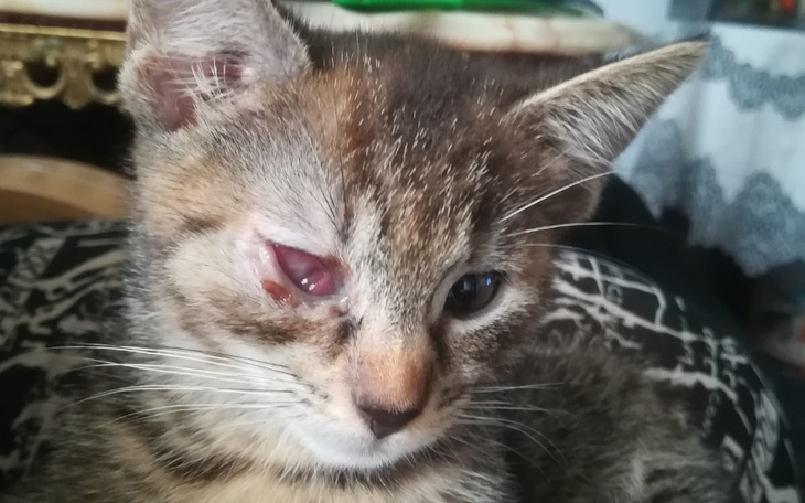 Zbiórka Uratujcie oko Nusi - zdjęcie główne