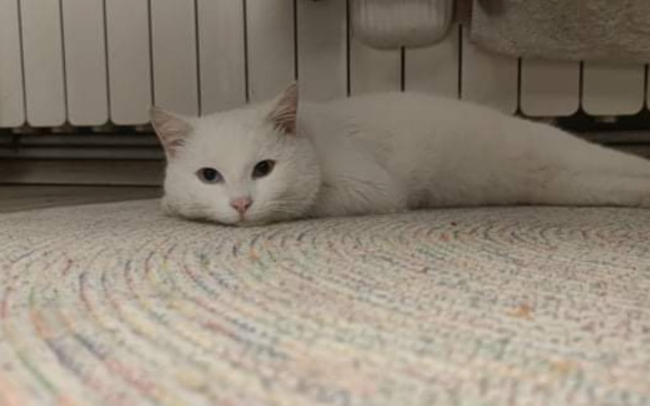 Zbiórka Ratujmy Felixa - zdjęcie główne