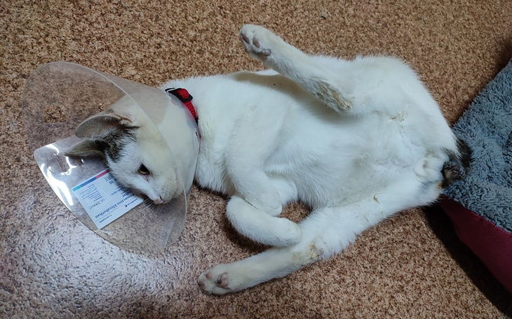 Zbiórka Borys- kot bez ogona - zdjęcie główne