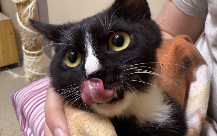 Czarny kot z dużymi oczami i wystawionym językiem.