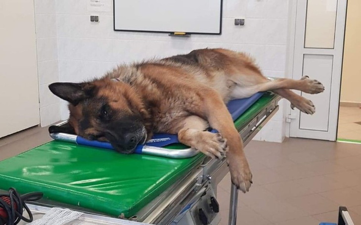 Zbiórka Ratujemy łapkę Spikea - zdjęcie główne