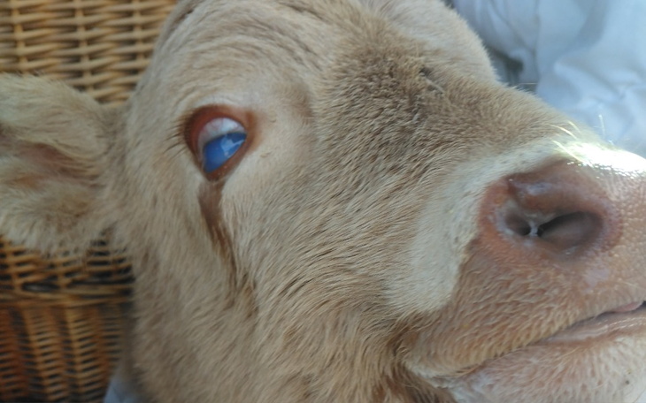 Zbliżenie na cielaka z niebieskim okiem, wygląda na spokojnego.