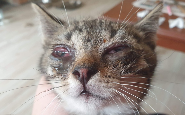 Zbiórka Ratuj kocie dzieci - zdjęcie główne