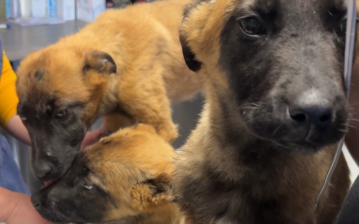 Szczeniaki w klinice weterynaryjnej, szukające pomocy.