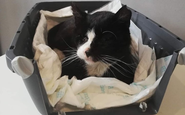 Zbiórka Skrzywdził je człowiek- RATUJMY - zdjęcie główne